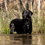 Wildrose Kennels Augustus of Oakhurst, sire "Gus B"