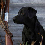 A "Gentleman's Gundog" from Wildrose Kennels