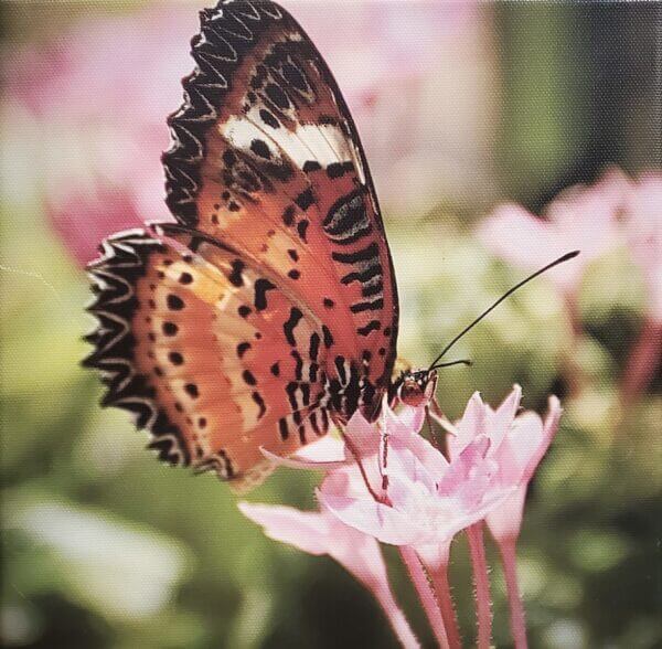 Orange Butterfly