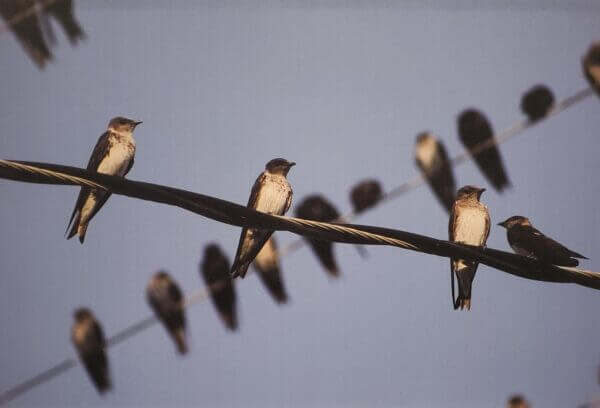 Birds on a Wire