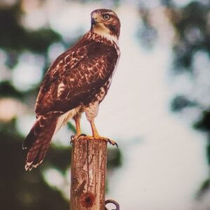 Hawk on Patrol