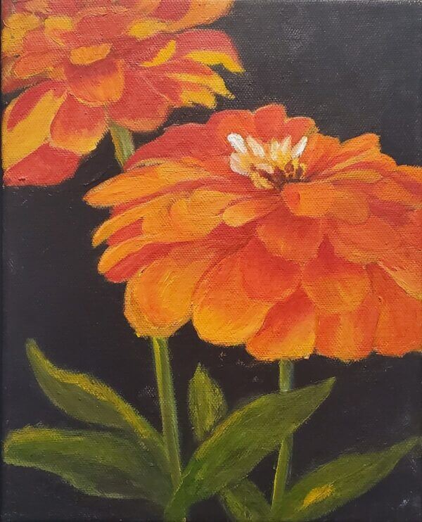 Orange King Zinnia