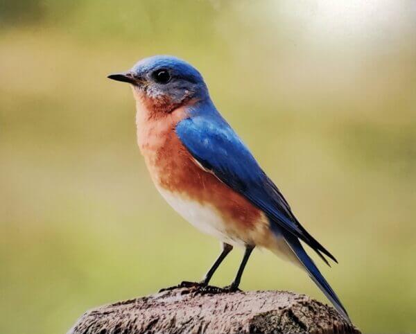 Bluebird on Fence Post