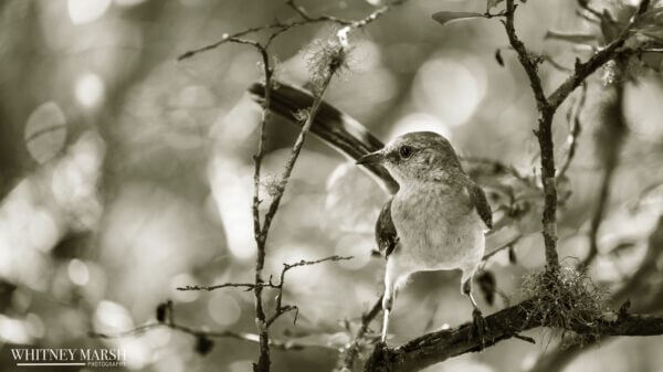 Mocking Bird