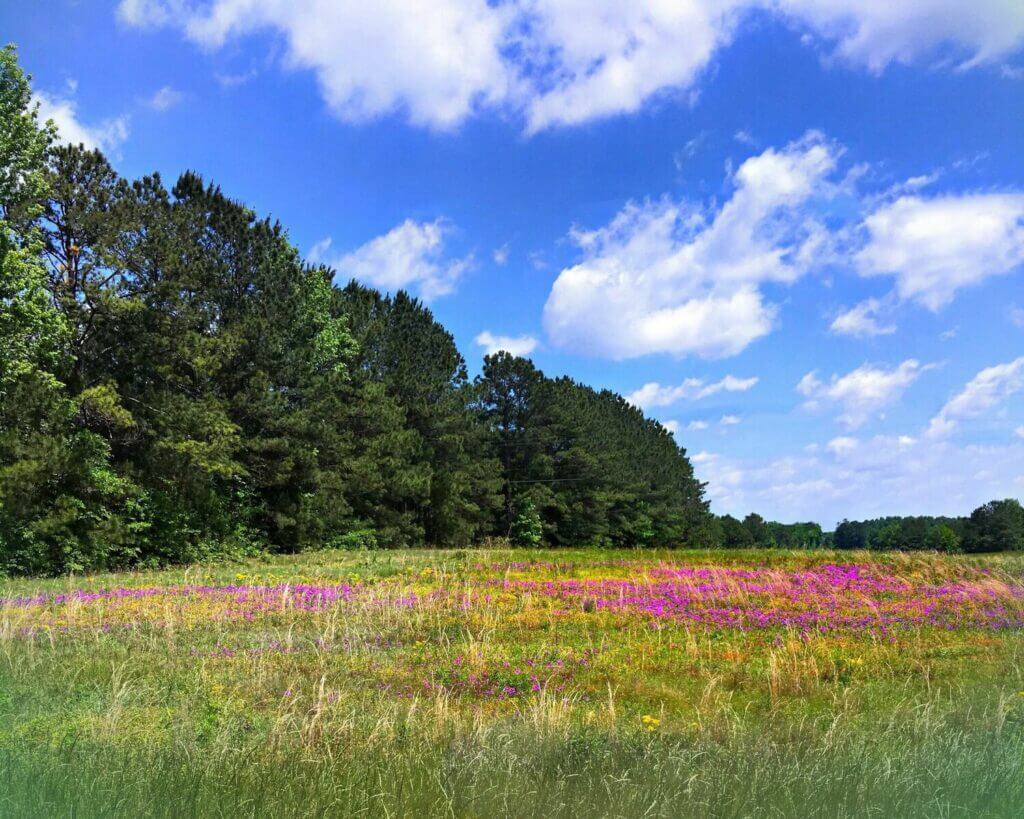 Wildflowers of Santuck