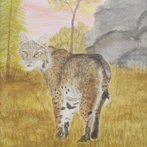 On the Hunt: Bobcat