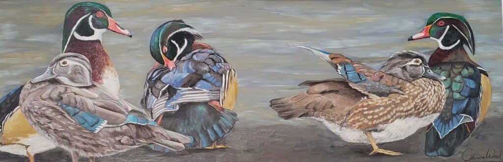 Five Wood Ducks