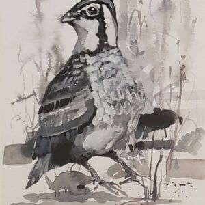 Southern Gentleman - Bobwhite Quail