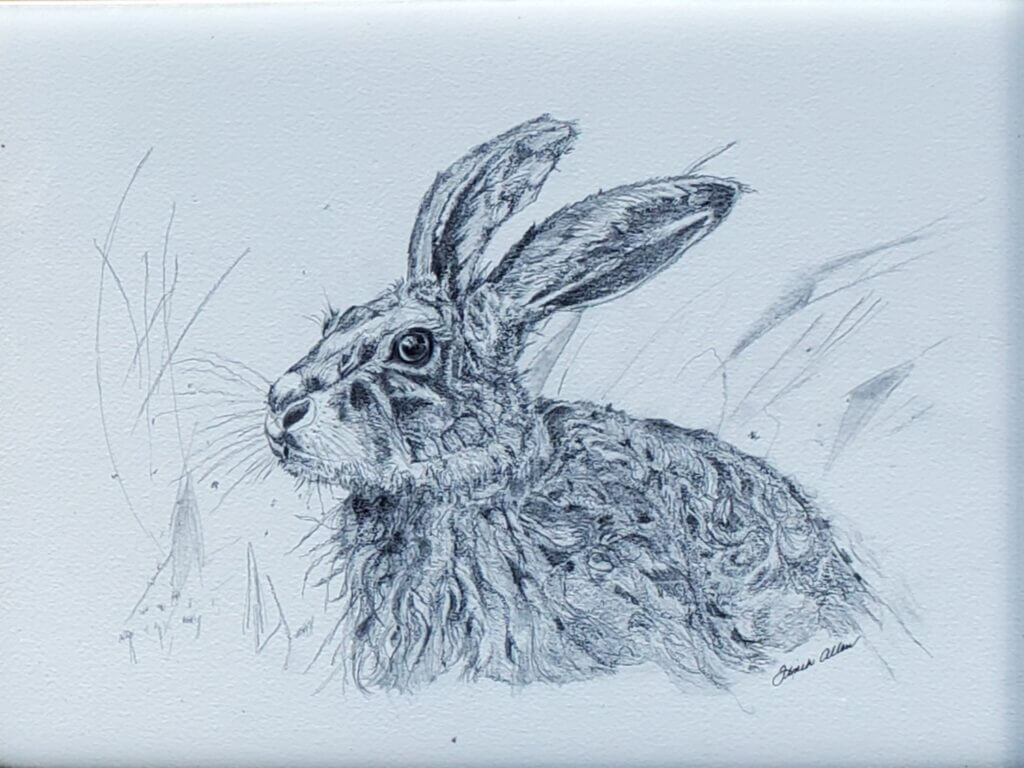 Hare