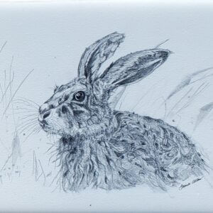 Hare