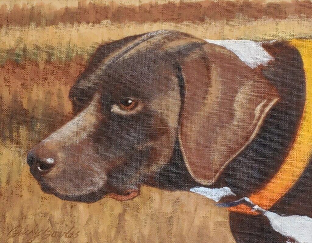 German Shorthair (Head Study)