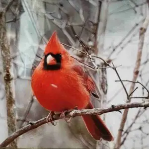 Winter Cardinal