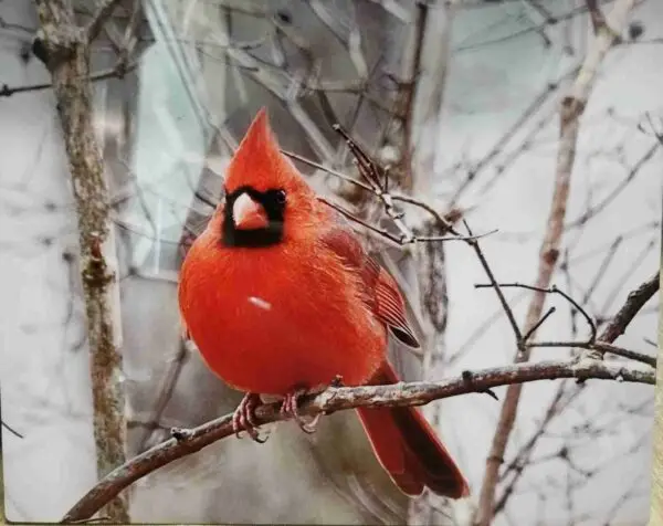 Winter Cardinal