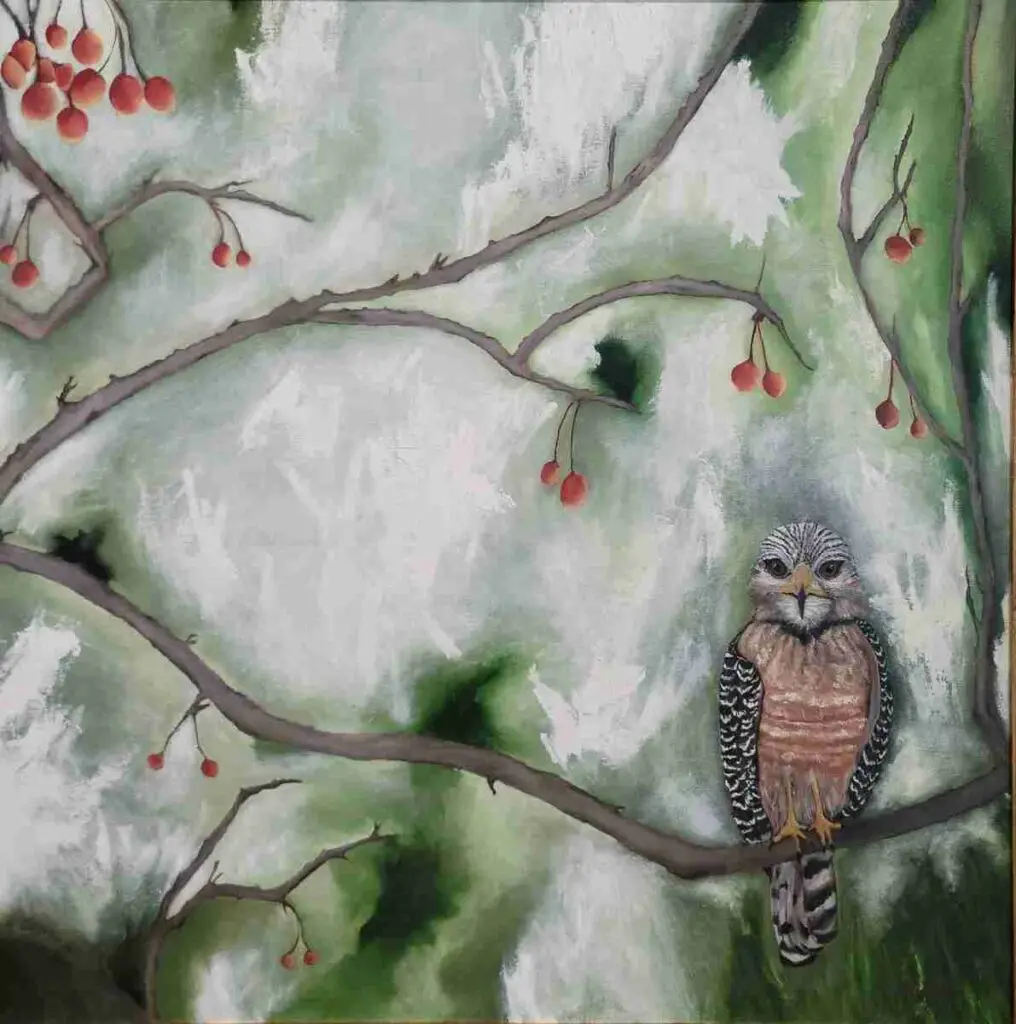 Sharp Shinned Hawk in a Crab Apple Tree