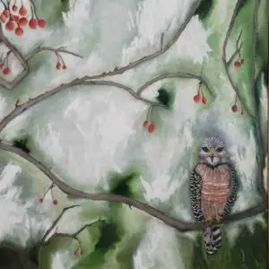 Sharp Shinned Hawk in a Crab Apple Tree