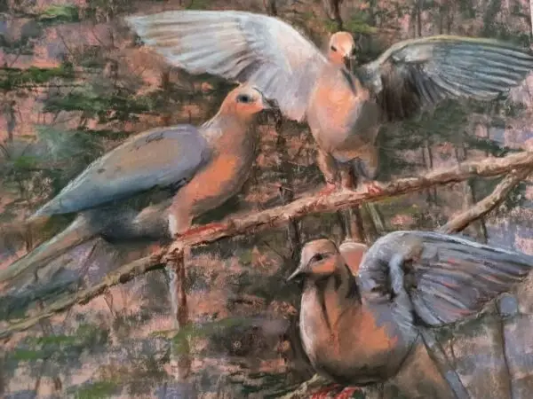 Morning Mourning Doves