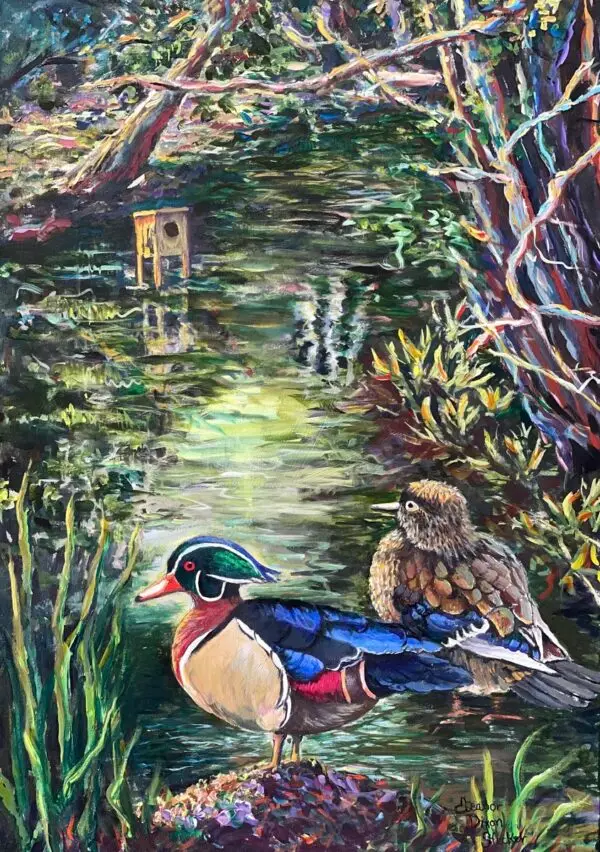 Wood Ducks Looking for a Home