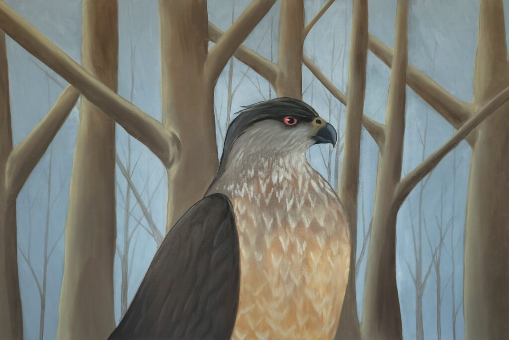 Cooper’s Hawk in the Fog