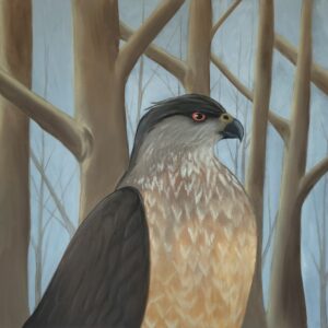 Cooper's Hawk in the Fog