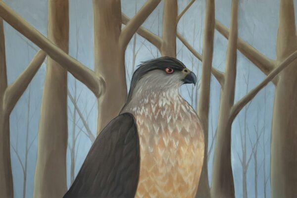 Cooper's Hawk in the Fog