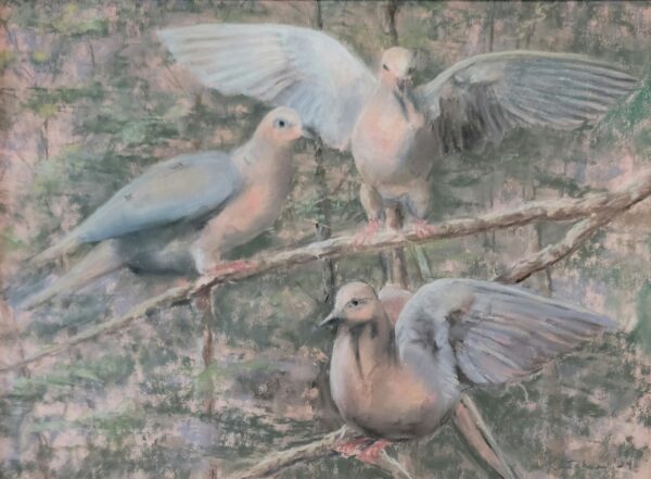 Morning Mourning Doves