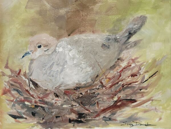 Mourning Dove