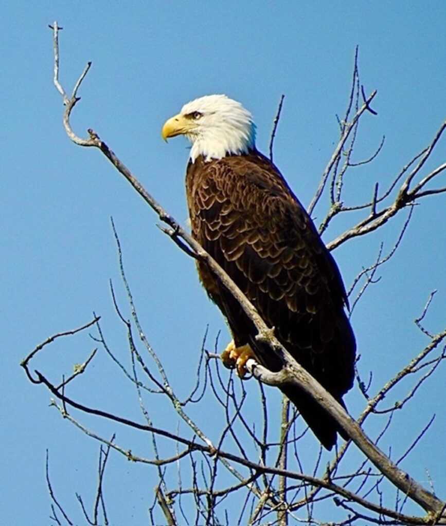 Predator on Patrol