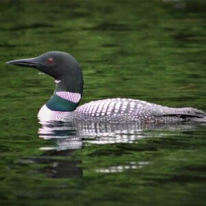 Common Loon