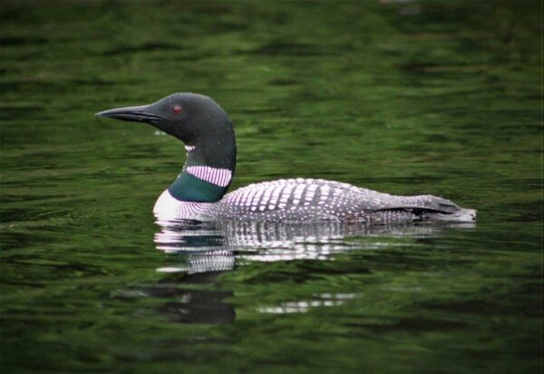 Common Loon