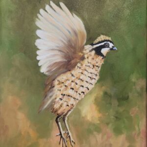 Bobwhite