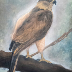 Study of a Cooper's Hawk