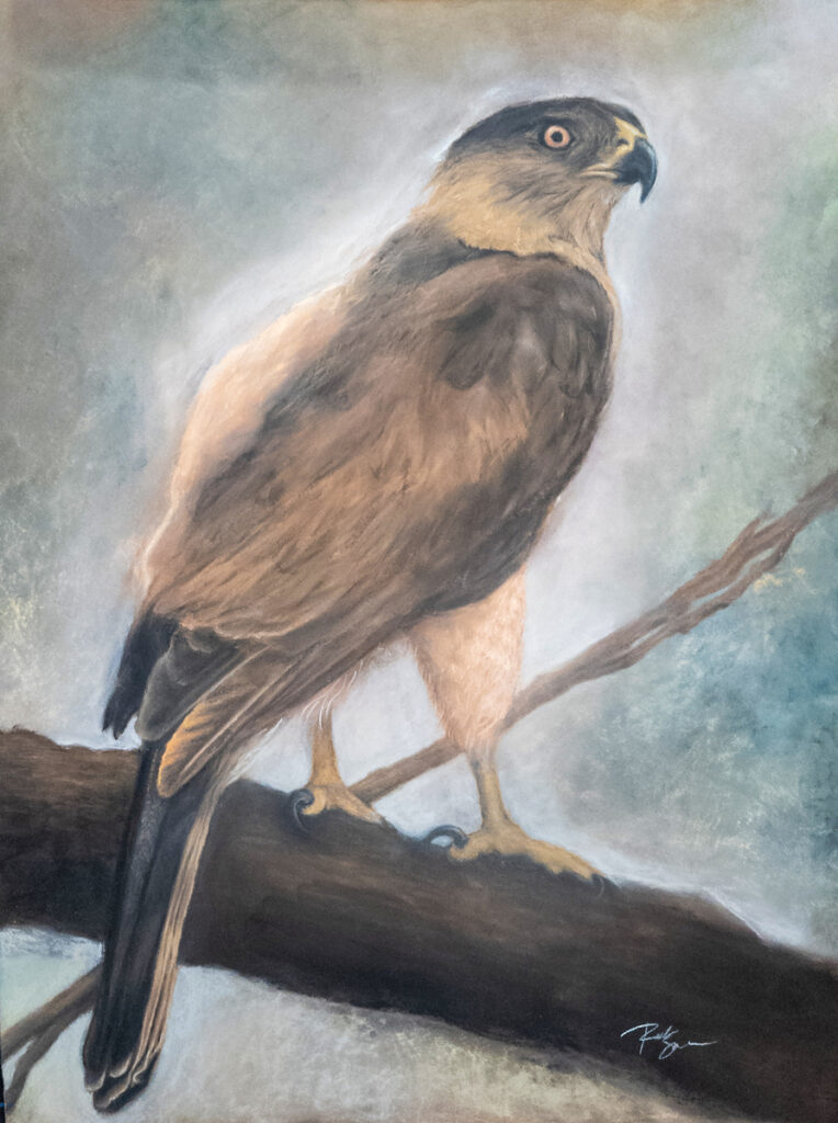 Study of a Cooper’s Hawk