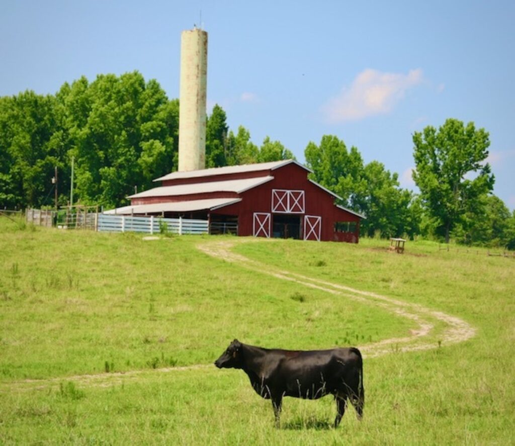 Cow Barn