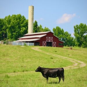 Cow Barn