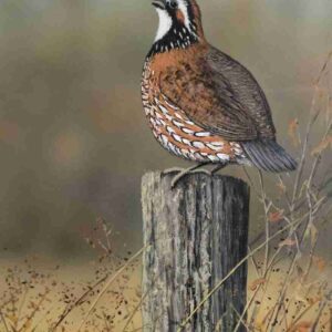 Quail on Fencepost