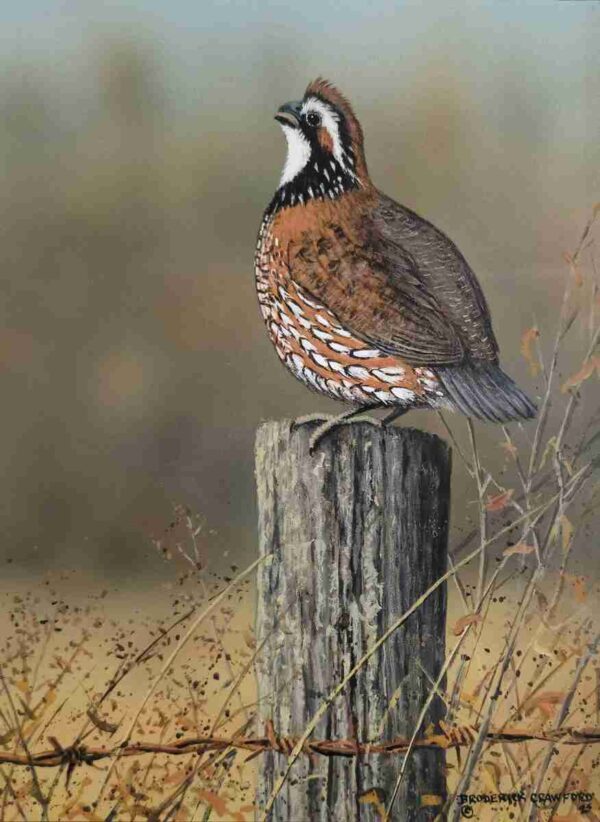 Quail on Fencepost