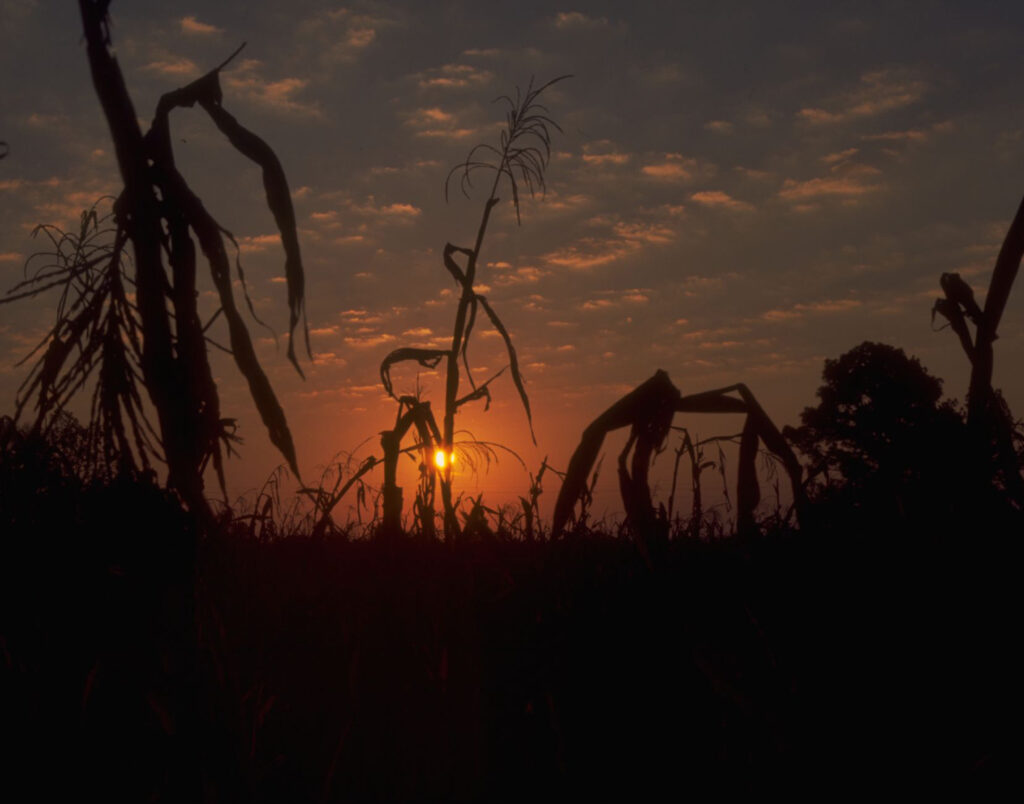 Cornfield – Covington County