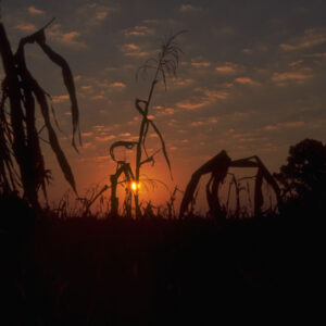 Cornfield - Covington County