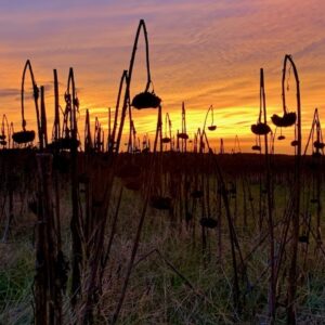 Final Sunset for the Sunflower Field