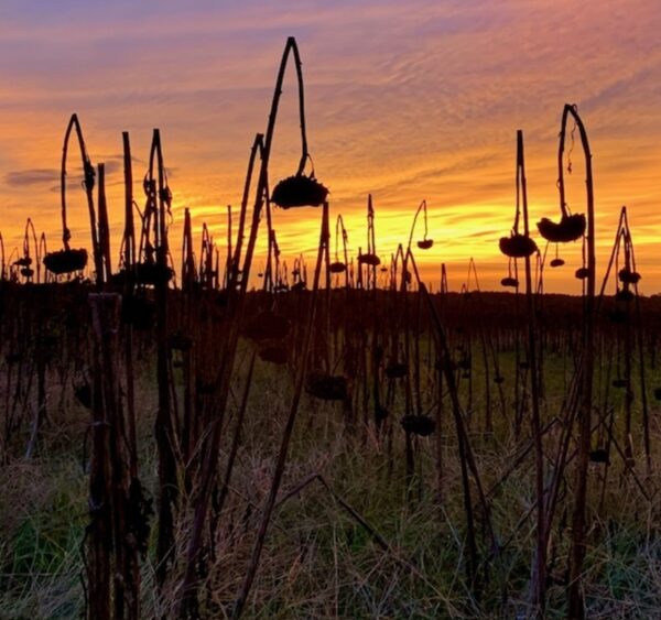 Final Sunset for the Sunflower Field