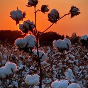 Golden Hour for the Cotton Field