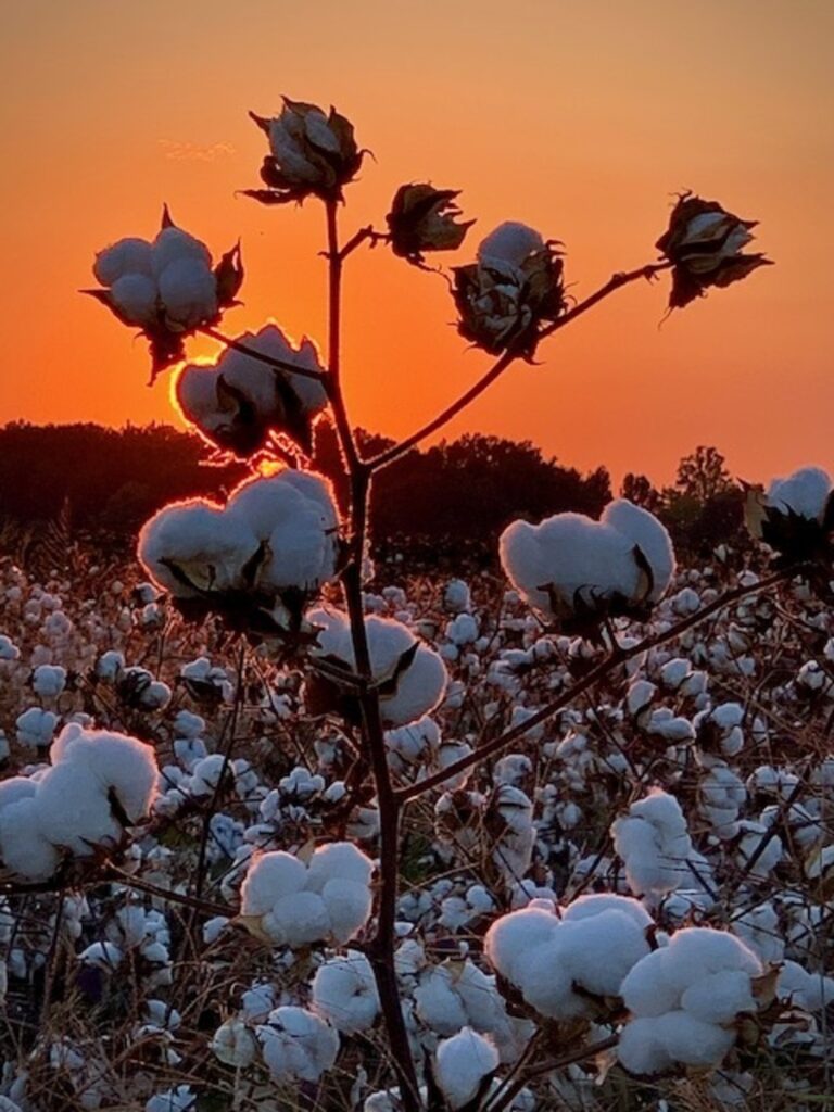 Golden Hour for the Cotton Field