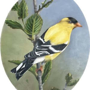 Radiant Goldfinch