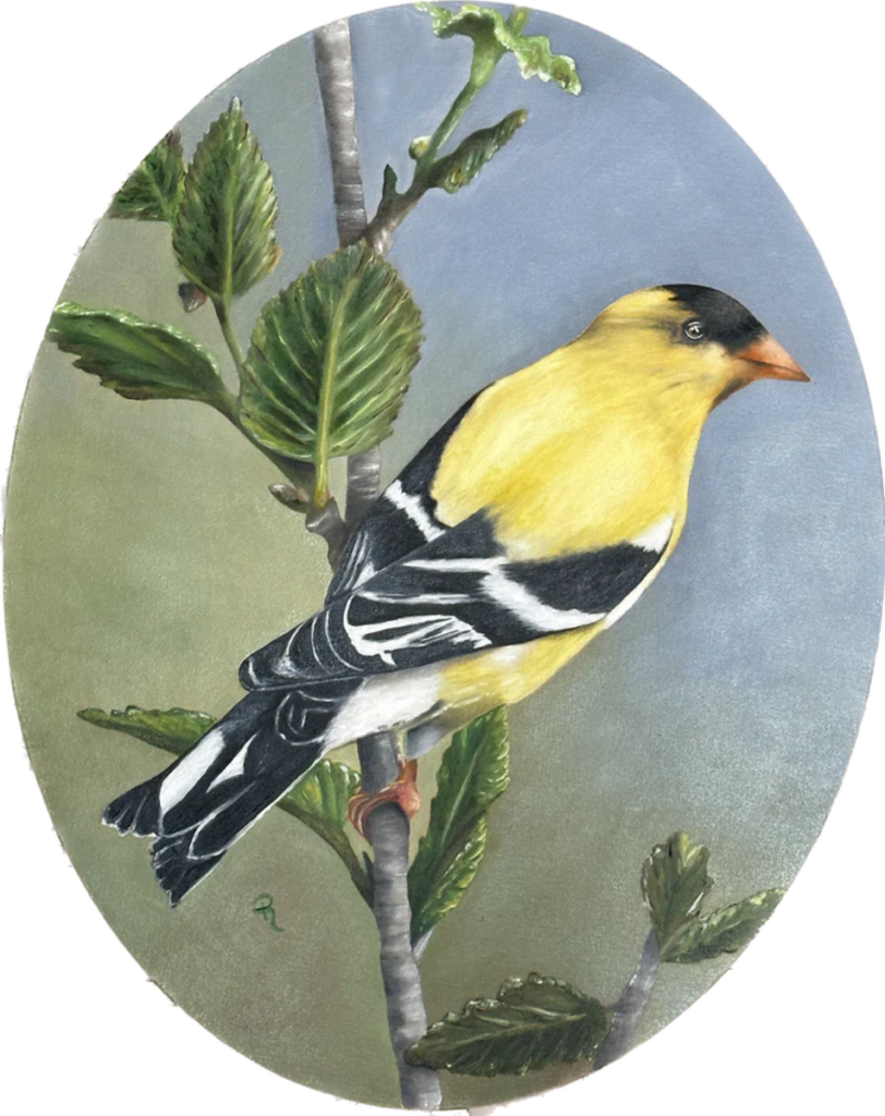 Radiant Goldfinch