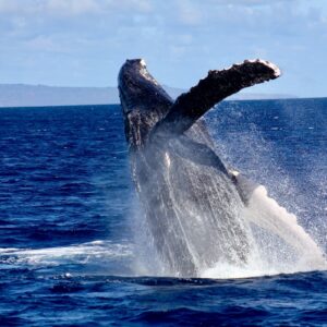 Breaching