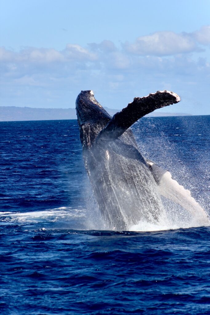 Breaching