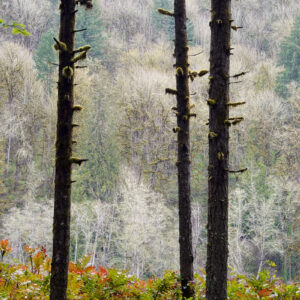 Three Trees on the Sandy River, Oregon