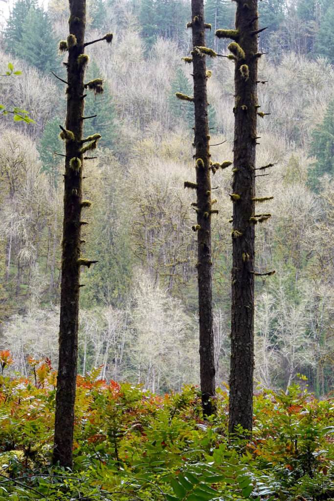 Three Trees on the Sandy River, Oregon