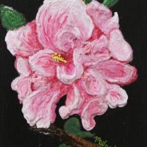 Pink Hibiscus - Nicaragua