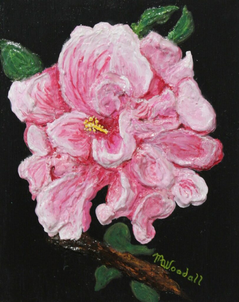 Pink Hibiscus – Nicaragua